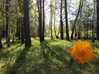 Лот: 4978618. Фото: 4. Участки у леса и реки в поселке... Красноярск