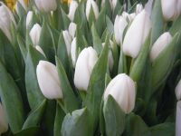 Лот: 16993368. Фото: 5. Тюльпаны оптом Darwi Snow Кемерово...
