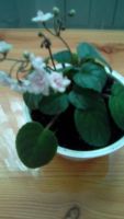 Лот: 7572101. Фото: 2. Сортовая мини фиалка Робс ванилла. Комнатные растения и уход