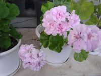 Лот: 8180364. Фото: 4. Пеларгония плющелистная 'Chiffon... Красноярск