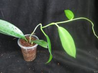 Лот: 13591938. Фото: 3. Хойя Hoya sp. (UT-029) EPC 913. Растения и животные