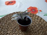 Лот: 5470198. Фото: 5. Традесканция. Укорененные черенки...