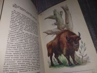 Лот: 16932074. Фото: 9. По страницам Красной книги. Животные...