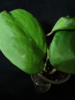Лот: 16409882. Фото: 5. Хойя-Hoya Ricardo=Hoya SS 13-05...