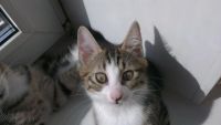 Лот: 3031753. Фото: 5. Девчушка Курильского бобтейла
