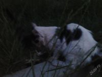 Лот: 1903711. Фото: 3. Черно-белая кошка бесплатно!!!. Растения и животные