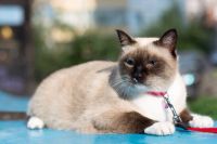 Лот: 8510738. Фото: 2. Кошечка. Животные и уход