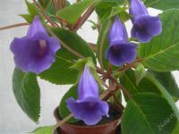 Лот: 2935309. Фото: 2. Тидея фиолетовая. Комнатные растения и уход