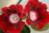 Лот: 4140982. Фото: 2. Глоксиния (цветущая). Комнатные растения и уход