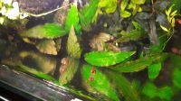 Лот: 5696625. Фото: 3. Cryptocoryne Nurii. Растения и животные