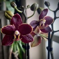 Лот: 19909979. Фото: 2. Орхидея Фаленопсис "Chiada Stacy... Комнатные растения и уход
