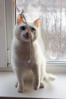 Лот: 3499185. Фото: 2. Блондин с голубыми глазами ищет... Животные и уход