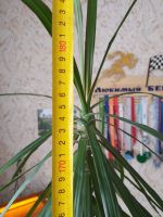 Лот: 13371170. Фото: 2. Растение взрослое Пальма Юкка... Комнатные растения и уход