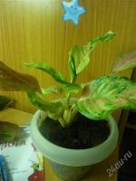 Лот: 1939657. Фото: 2. Aglaonema Siam Pearl. Комнатные растения и уход