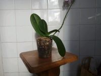 Лот: 11766869. Фото: 4. Орхидея гибрид от сорта Мелоди. Красноярск