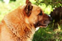 Лот: 3755211. Фото: 5. Canon EF 50mm 1.8 II