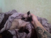 Лот: 5943961. Фото: 4. Сиамская кошка. | Игривая | Добрая... Красноярск
