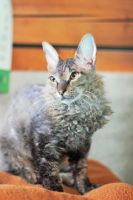 Лот: 4941956. Фото: 3. породистый котик бесплатно. Растения и животные