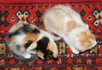 Лот: 8942255. Фото: 2. Котята. Животные и уход