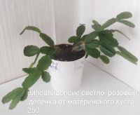 Лот: 17880367. Фото: 4. Рипсалидопсис розовый, белый. Красноярск