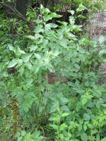 Лот: 13693244. Фото: 2. сирень саженец№6 очень красивая... Семена, рассада, садовые растения