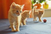 Лот: 7692372. Фото: 5. Солнечные рыжики