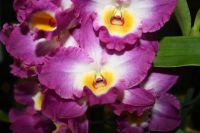 Лот: 6198271. Фото: 3. Орхидея Дендробиум фиолетовая. Растения и животные