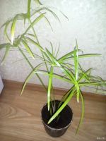 Лот: 13774360. Фото: 2. Циперус. Комнатные растения и уход