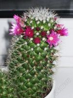 Лот: 2726939. Фото: 2. Кактус цветущий, маммилярия с... Комнатные растения и уход