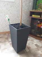 Лот: 13371170. Фото: 5. Растение взрослое Пальма Юкка...