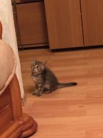 Лот: 7899041. Фото: 2. Отдам котенка в хорошие, добрые... Животные и уход