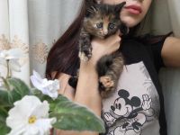 Лот: 10116624. Фото: 3. Отдам котят бесплатно). Растения и животные