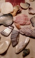 Лот: 10978710. Фото: 2. Ракушки для аквариума, Декора. Аквариумистика