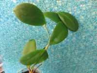 Лот: 4330522. Фото: 3. Хойя-Hoya mindorensis orange-5... Растения и животные