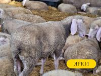 Лот: 19694033. Фото: 9. Мериноланд Немецкой селекции