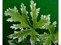 Лот: 10081294. Фото: 3. Дущистая пеларгония "Fragrant... Растения и животные