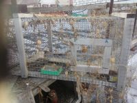 Лот: 13307539. Фото: 2. Клетка. Кролики. Животные и уход