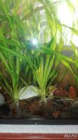 Лот: 8718098. Фото: 2. Водоросли Валиснерия. Аквариумистика