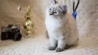 Лот: 9419331. Фото: 4. Котята "Неваки". Красноярск