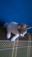 Лот: 7594245. Фото: 2. бело-серый котенок потомок дальневосточного... Животные и уход