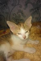 Лот: 4822413. Фото: 3. ориентальные котятане линяют не... Растения и животные