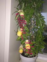 Лот: 6699589. Фото: 4. Passiflora Caerulea (Ковалерская... Красноярск