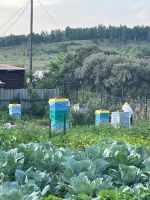 Лот: 23310554. Фото: 2. мёд. Продукты