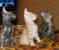 Лот: 3873139. Фото: 3. Котята сфинксы (велюровые). Растения и животные