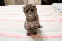 Лот: 8425773. Фото: 4. Шотландские котята. Красноярск