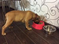 Лот: 4737662. Фото: 6. Щенок американского стаффорширдского...