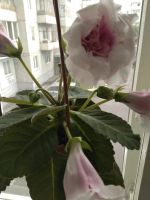 Лот: 14014540. Фото: 2. Глоксиния. Комнатные растения и уход