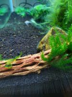 Лот: 8052810. Фото: 5. Креветки King-Kong Shrimp.