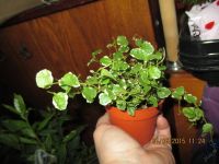 Лот: 5651049. Фото: 3. Фикус ампельный. Растения и животные