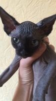 Лот: 12626175. Фото: 2. Котенок Канадский сфинкс. Животные и уход